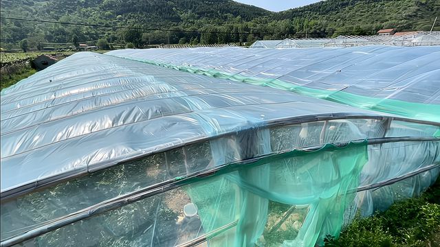 在场丨破题农业“空档期”，博山源泉“一村一业”有妙招