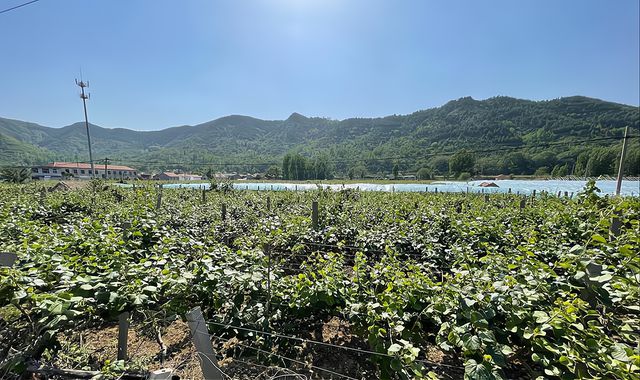 在场丨破题农业“空档期”，博山源泉“一村一业”有妙招