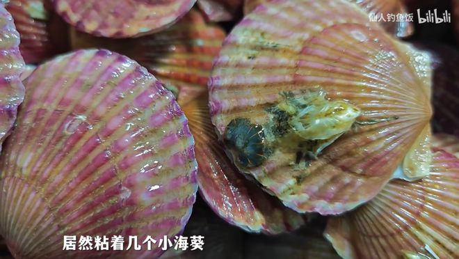 年轻人的新型领养：在超市捡海底小鼻嘎