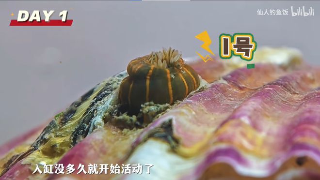 年轻人的新型领养：在超市捡海底小鼻嘎
