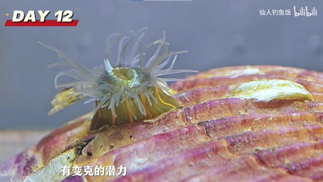 年轻人的新型领养：在超市捡海底小鼻嘎
