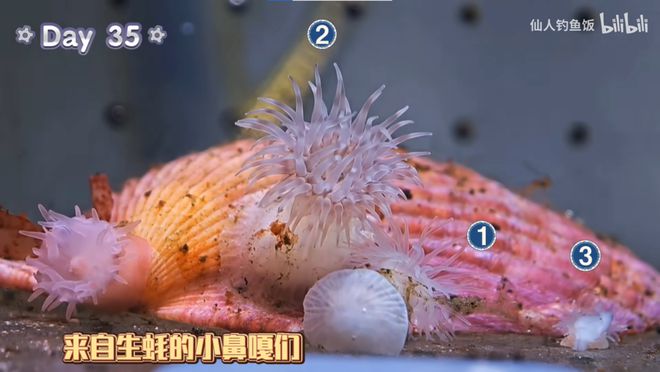 年轻人的新型领养：在超市捡海底小鼻嘎