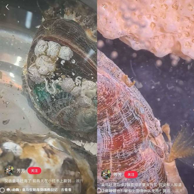 年轻人的新型领养：在超市捡海底小鼻嘎