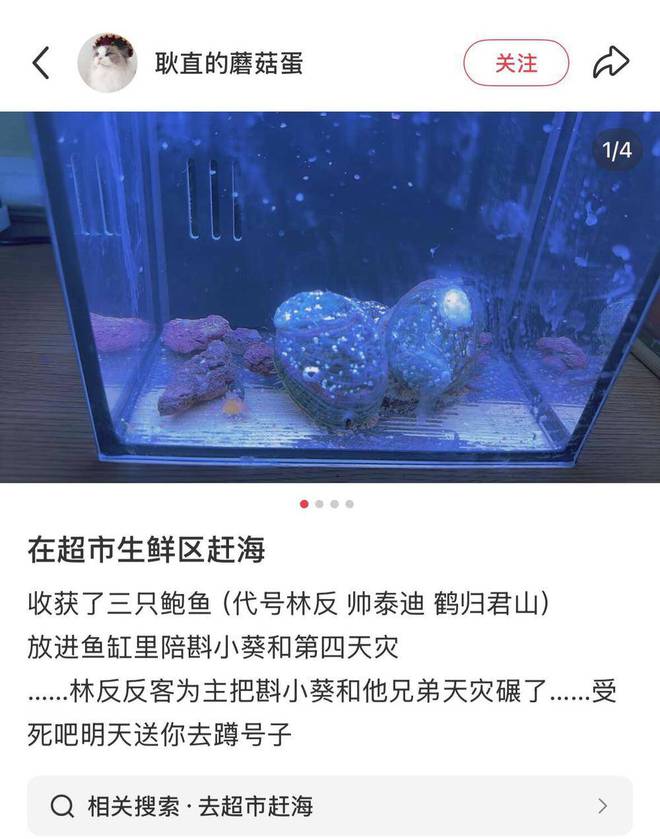 年轻人的新型领养：在超市捡海底小鼻嘎
