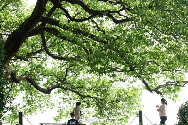 大雨！局部暴雨！浙江端午假期“泡汤”，节后冲击35℃