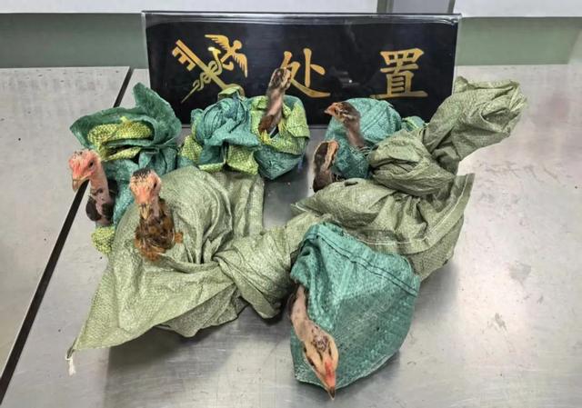 6只斗鸡夹藏在入境小汽车后座被查获！海关公布现场视频