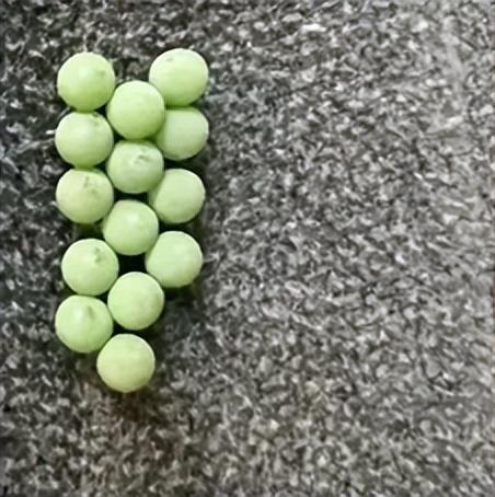 这种虫子看到一只，家里很可能已有一万只（不是蟑螂）