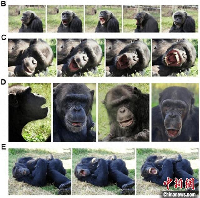 国际最新研究：机器人“打哈欠” 黑猩猩被传染