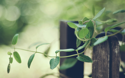 上海：吸纳更多集成电路、生物医药、人工智能等产业领域企业加入“探索者计划”